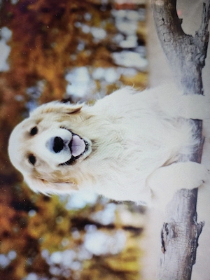 Suche Golden Retriever Hündin, gerne schon etwas älter bis etwa 9 Jahren