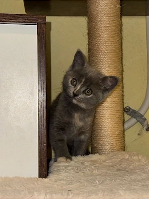 BKH-Sphynx Mix Kitten sucht liebevolles Zuhause