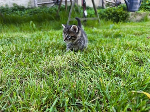 Kater Kitten