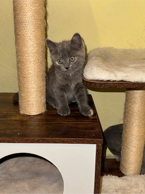 Bkh sphynx mix katze