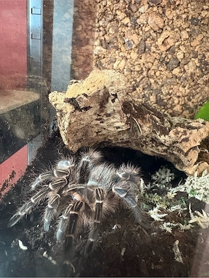 eupalaestrus campestratus vogelspinne