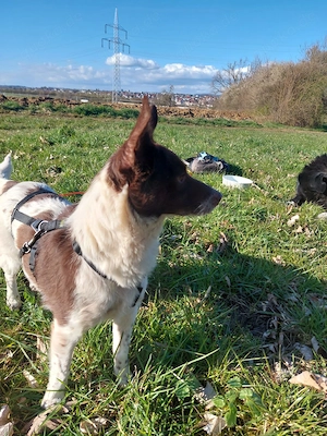  Cleo - kleine Terrierseele mit großem Herzen sucht ihr Zuhause Bild 4