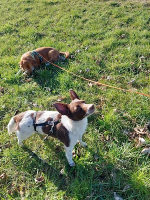  Cleo - kleine Terrierseele mit großem Herzen sucht ihr Zuhause Bild 3