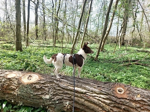  Cleo - kleine Terrierseele mit großem Herzen sucht ihr Zuhause Bild 5