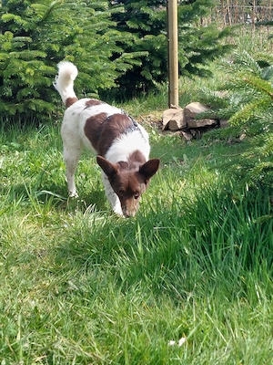  Cleo - kleine Terrierseele mit großem Herzen sucht ihr Zuhause Bild 6