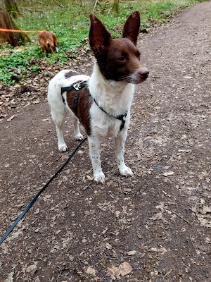  Cleo - kleine Terrierseele mit großem Herzen sucht ihr Zuhause Bild 8