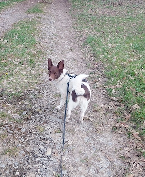  Cleo - kleine Terrierseele mit großem Herzen sucht ihr Zuhause Bild 9