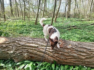  Cleo - kleine Terrierseele mit großem Herzen sucht ihr Zuhause Bild 10