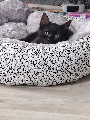 Kätzchen Mix bkh ekh Kitte, Katze
