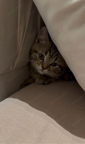 Süßes Katzenbaby 