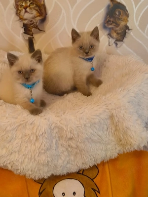 Süße BKH Katzen  Bild 7