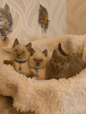 Süße BKH Katzen  Bild 6