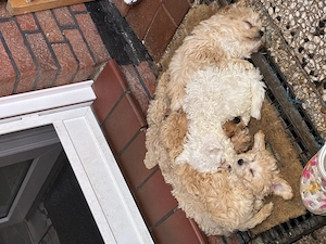 Süße Maltipoo Babys suchen liebevolles Zuhause 