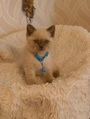 Süße BKH Katzen  Bild 9