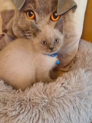Süße BKH Katzen  Bild 8