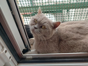Anouk sucht ihr Zuhause