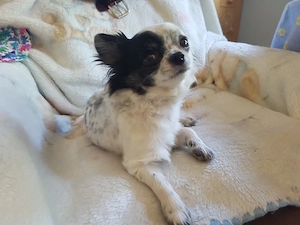 Chihuahua Pärchen schon älter mit Zubehör