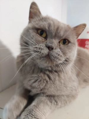 Anouk sucht ihr Zuhause