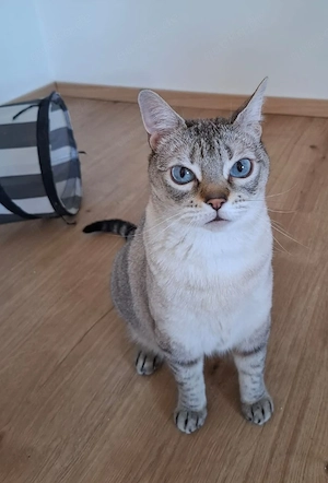 Amy sucht ihr Zuhause - Einzelkatze - Siam-Mix - kann auf der Pflegestelle besucht werden