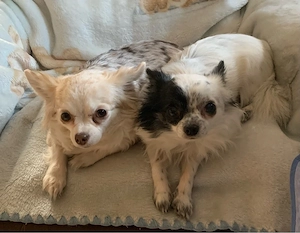 Chihuahua Mischlingspärchen 