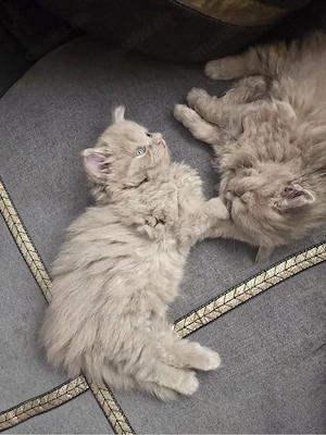 Wunderschöne Norwegische Waldkatzen Kitten abzugeben Bild 3