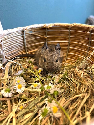 Degus, Degubabys, Degu, Degubaby sucht neuen Körnergeber 