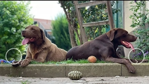 Labrador Deckrüde Bild 4