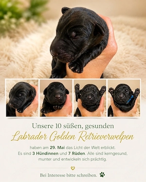 Wunderschöne Labrador x Golden Retriever Welpen ab Ende Juli abzugeben   