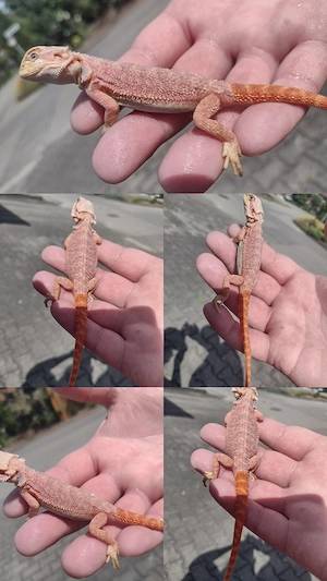 Wunderschöne Hypo Orange-Rot Bartagame (voraussichtlich männlich) super schön 
