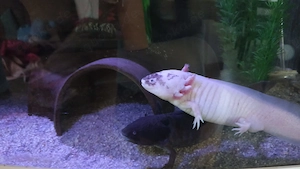 Junge Axolotl 10 bis12cm