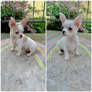 2 kleine Chihuahua