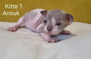 Canadian Elf Sphinx Kitten 