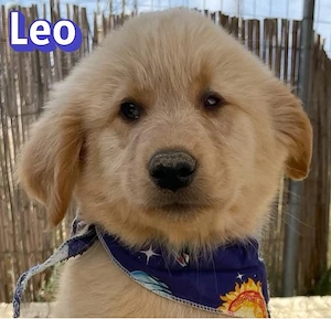 Leo, 02 26 - Wuschelchen sucht Körbchen