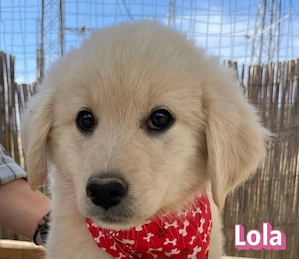 Lola, 02 26 - sucht eine sichere Zukunft