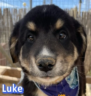 Luke, 02 26 - neugieriger Bub sucht Familie