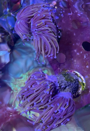 Euphyllia NY Knicks - 2 Köpfe