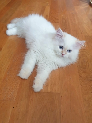 BLH Katze britisch lang Haar 