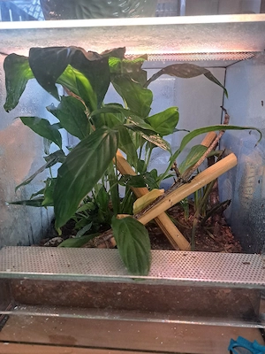 Terrarium 30x30x30 mit Zwerggecko