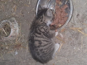 Junge Katzen 