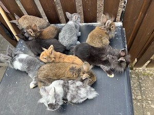 Zwergkaninchen 
