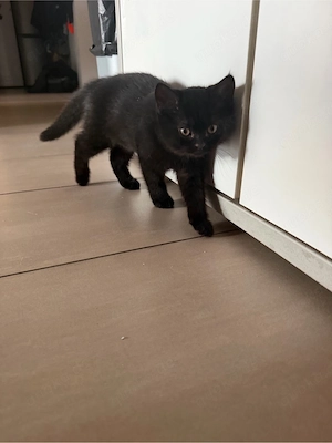 bkh kitten  Bild 2