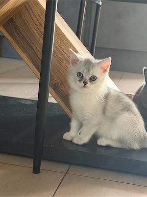 bkh kitten  Bild 5