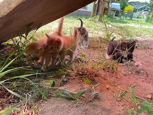 Perser-Mix Kitten