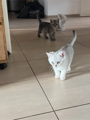 bkh kitten  Bild 3