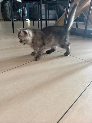 bkh kitten  Bild 4