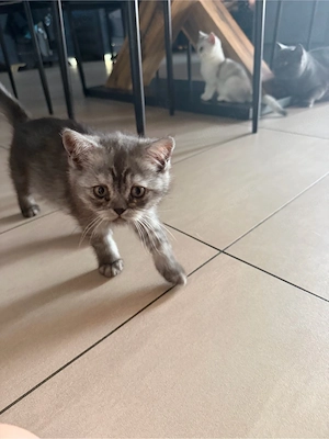bkh kitten 