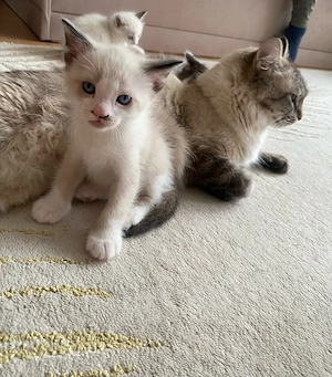 kätzchen Babykater Ragdoll Mix 