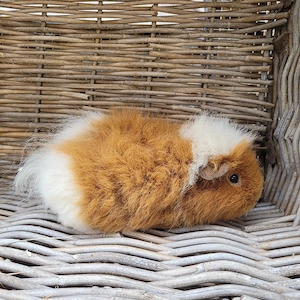 Meerschweinchen Mädels suchen Zuhause  Bild 2