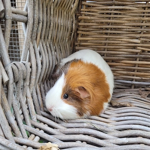 Meerschweinchen Mädels suchen Zuhause  Bild 3