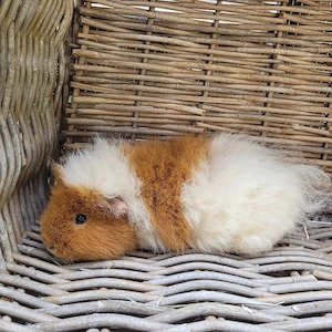 Meerschweinchen Mädels suchen Zuhause  Bild 4